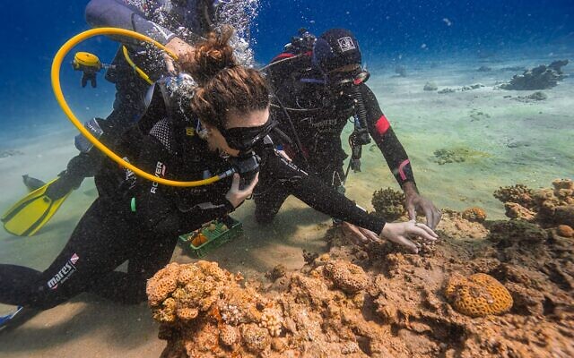 La ministre de l'Environnement, Idit Silman, à gauche, plongeant dans les récifs coralliens d'Eilat, le 6 février 2023. (Crédit : Omri Omsi/Autorité israélienne de la nature et des parcs)