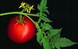 Les tomates font partie des plantes dont les chercheurs de l'Université de Tel-Aviv ont testé les sons. (Crédit : David Besa/CC BY 2.0, Wikimedia Commons)