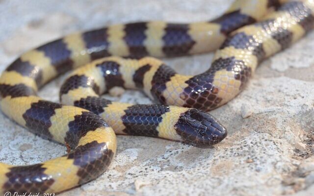Un serpent Micrelapidae. (Crédit : David David/Université de Tel Aviv)