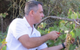 Elyashiv Drori récoltant des raisins dans un vignoble de recherche, près de l'université d'Ariel, en 2020. (Crédit : Université d'Ariel)