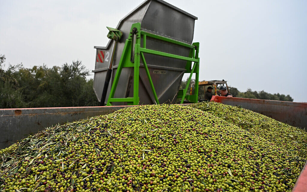 Archive : Des oléiculteurs et ouvriers récoltent des olives de la variété Koroneiki dans une oliveraie du Moshav Eliad, dans le sud du Golan, en décembre 2022 (Photo par Michael Giladi/Flash90)