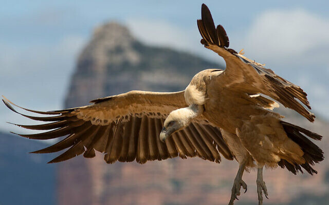 Un vautour fauve. (Crédit : Wikimedia Commons/ CC BY-SA 3.0/Pierre Dalous)