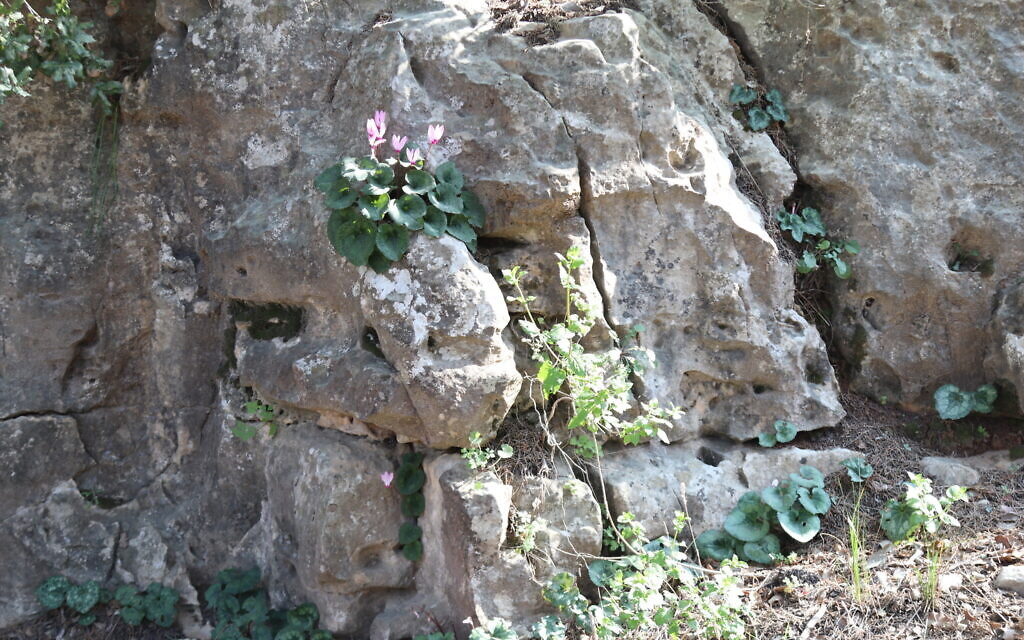 Des cyclamens poussent dans les crevasses des pierres sur le Cedar Trail, dans la forêt de Jérusalem.  (Crédit : Shmuel Bar-Am)