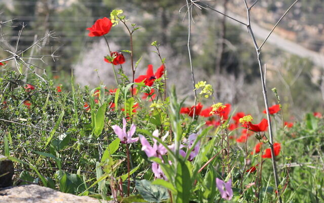 Les fleurs abondent sur le Cedar Trail, dans la forêt de Jérusalem. (Crédit : Shmuel Bar-Am)