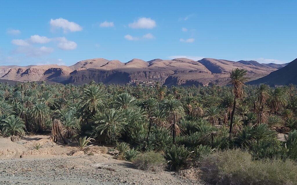 Vue de l'oasis - le village est situé derrière les dattiers - de Tamanart, au Maroc, en novembre 2021. (Crédit : Autorisation d'Orit Ouaknine-Yekutieli/Yuval Yekutieli)