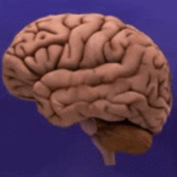 Animation : Rétrécissement d'un cerveau atteint de la maladie d’Alzheimer. (Crédit : Institut National du Vieillissement, domaine public, via Wikimedia Commons)