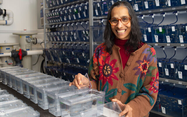 Lalita Ramakrishnan, professeure de microbiologie à l'Université de Cambridge qui se consacre à la tuberculose, avec des réservoirs de poissons-zèbres. (Crédit : Laboratoire de biologie moléculaire de la MRC)