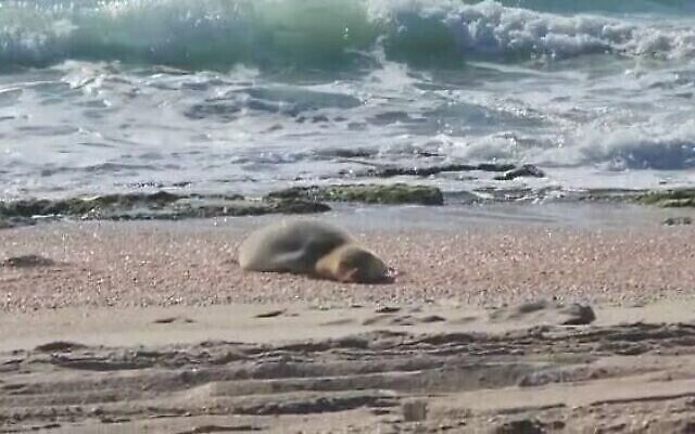 Le phoque moine Yulia se repose sur une plage israélienne, le 20 mai 2023, sous l'oeil protecteur des autorités israéliennes et bénévoles en charge de la protection de la nature (Capture d'écran Delphis; utilisée conformément à la clause 27a de la loi sur les droits d'auteur)