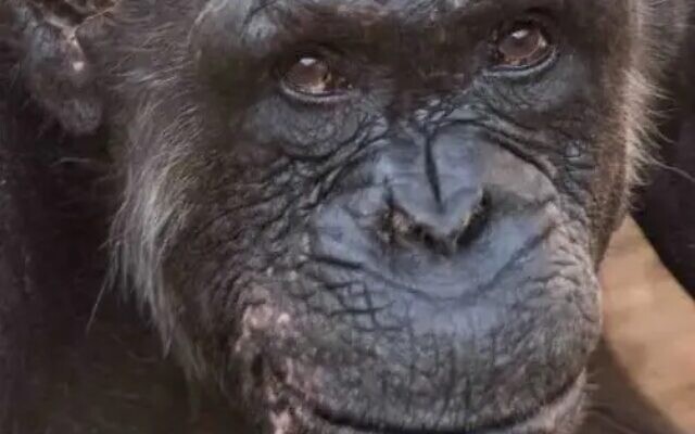 Photo non-datée d'Augusta, la chimpanzée. (Autorisation :Ramat Gan Safari)
