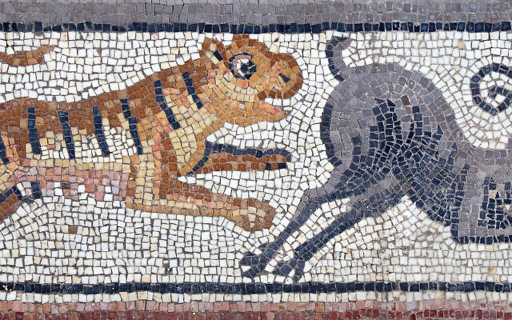 Lors de fouilles en 2023 à la synagogue Huqoq, dans le nord d'Israël, des archéologues ont découvert un fragment de mosaïque représentant un tigre chassant un bouquetin. (Crédit : Jim Haberman/UNC)