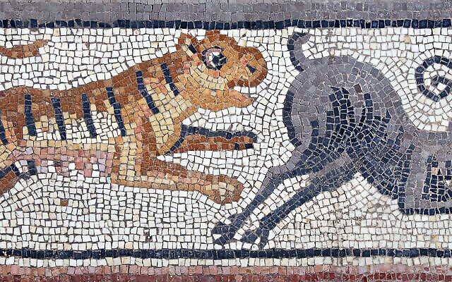 Lors de fouilles en 2023 à la synagogue Huqoq, dans le nord d'Israël, des archéologues ont découvert un fragment de mosaïque représentant un tigre chassant un bouquetin. (Crédit : Jim Haberman/UNC)