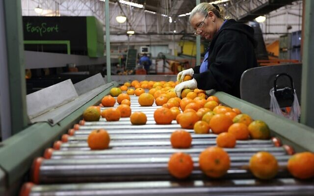 Des oranges lavées, préparées et emballées à l'usine Mehadrin dans le sud d'Israël, le 28 novembre 2013. (Crédit : Yaakov Naumi/FLASH90)