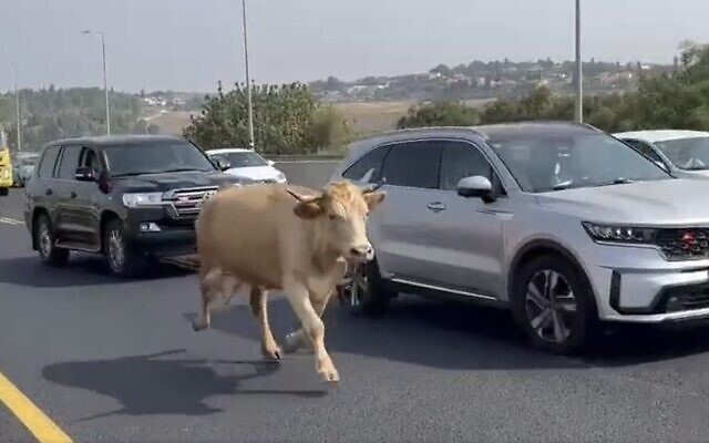 Image d’une capture d’écran d’une vidéo montrant une vache en fuite le long de la Route 1, le 13 août 2023. (Crédit : Capture d'écran/X - utilisé conformément à la clause 27a de la loi sur le droit d'auteur)