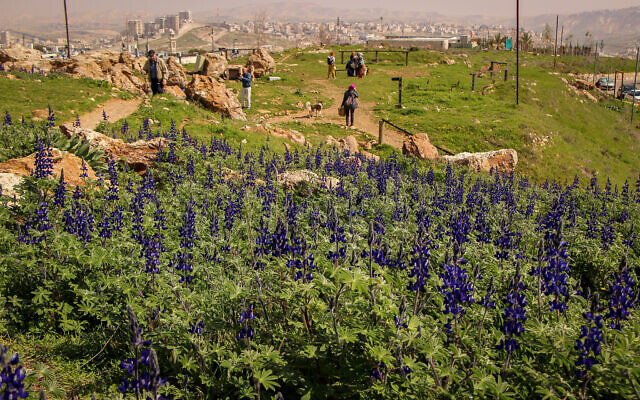 Des gens visitent des lupins en fleurs à Mitzpeh-Tel, à Jérusalem, le 1er mars 2022. (Crédit : Gershon Elinson/Flash90)