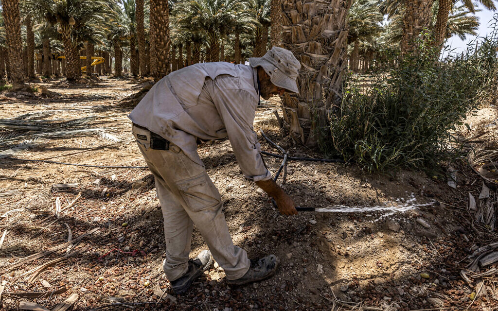 Un agriculteur vérifie un tuyau d'irrigation goutte à goutte qui arrose un palmier avec des eaux usées et des eaux souterraines dans la vallée d'Aravah, dans le sud du désert du Néguev, au nord d'Eilat, le 13 juillet 2023. (Crédit : MENAHEM KAHANA / AFP)