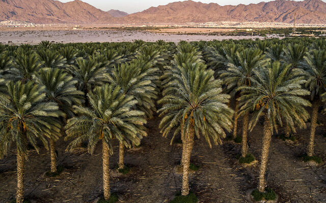 Cette photo prise le 30 juillet 2023 montre une vue aérienne d'une palmeraie dans la vallée d'Aravah, dans le désert du Néguev, près de la ville portuaire d'Eilat, au sud de la mer Rouge. (Crédit : MENAHEM KAHANA / AFP)