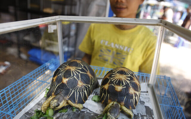 Des tortues radiées, originaires du sud de Madagascar, exposées lors d'un salon annuel de la flore et de la faune à Jakarta, en Indonésie, le 29 juillet 2010. (Crédit : Dita Alangkara/AP)