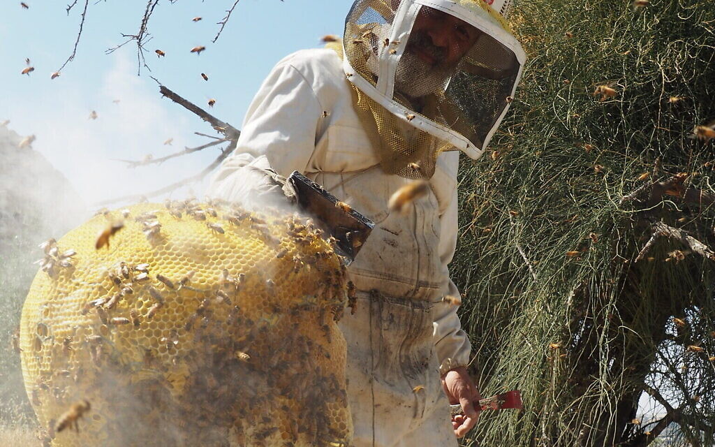 Un membre de l'équipe vérifiant une statue en nid d'abeilles de l'empereur Hadrien, au Musée d'Israël, à Jérusalem, en mai 2023. (Crédit : Natalie Peselev Stern/Musée d'Israël)