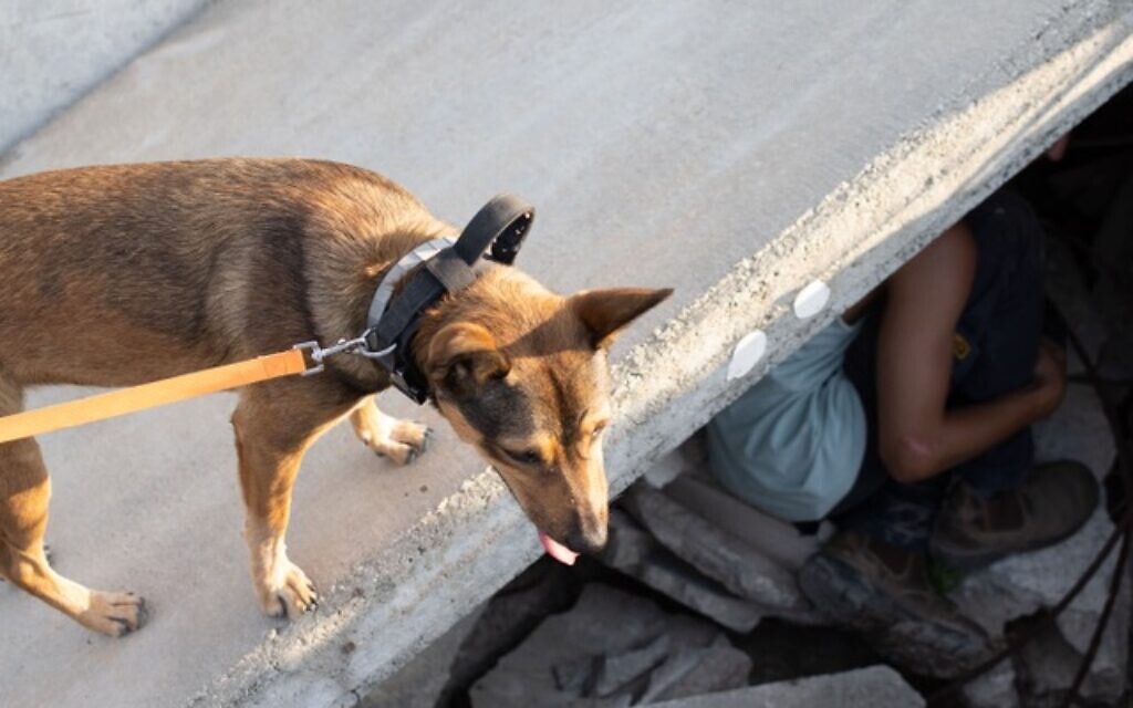 Le chien de sauvetage Fifi trouve un bénévole durant un entraînement du projet Locate, au printemps 2023. (Crédit : Shanie Roth Photography)