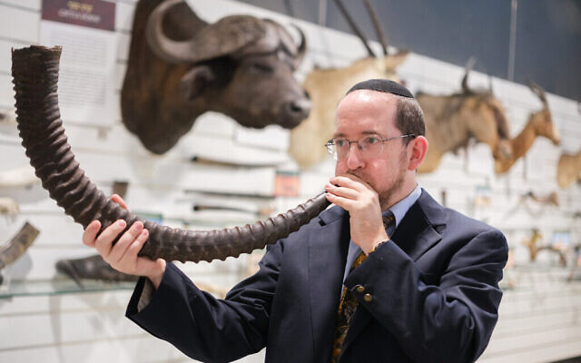 Natan Slifkin, directeur du Musée biblique d'histoire naturelle, avec l'un des nombreux shofars issus des collections, peu avant Rosh Hashanah 2023 (Avec l'aimable autorisation du service de relations Publiques)
