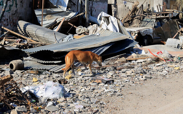Un chien dans des débris suite à une frappe aérienne israélienne à Rafah, dans le sud de la bande de Gaza, le 16 octobre 2023. (Crédit : SAID KHATIB / AFP)