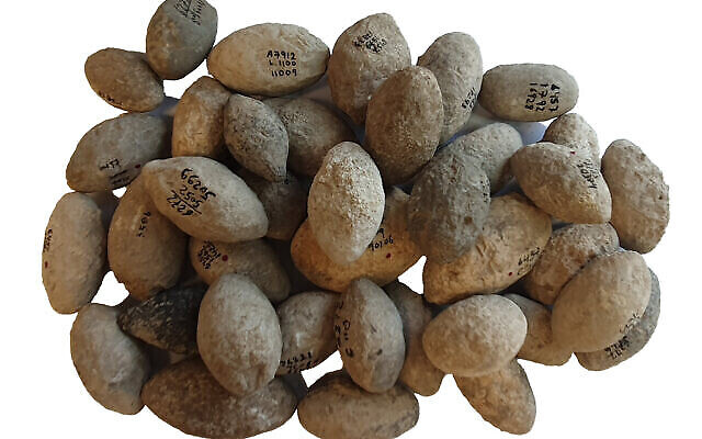 Des pierres pour fronde de l’âge de pierre trouvées à Ein Zippori, en Israël. (Crédit : Gil Haklai/AIA)