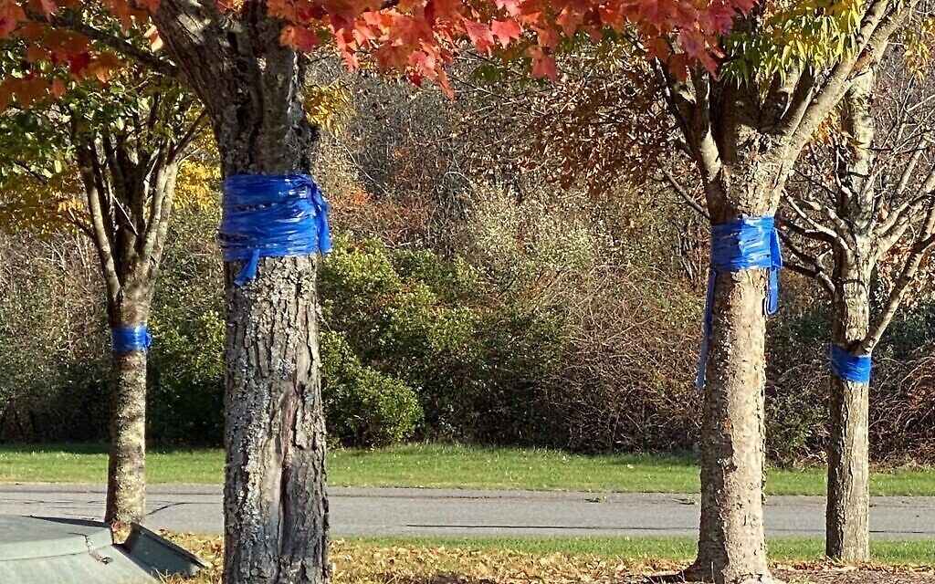 Des rubans bleus enroulés autour des troncs d'arbres en témoignage de solidarité avec les otages israéliens détenus à Gaza, devant la synagogue Israël de Sharon, dans le Massachusetts, en octobre 2023. (Autorisation)