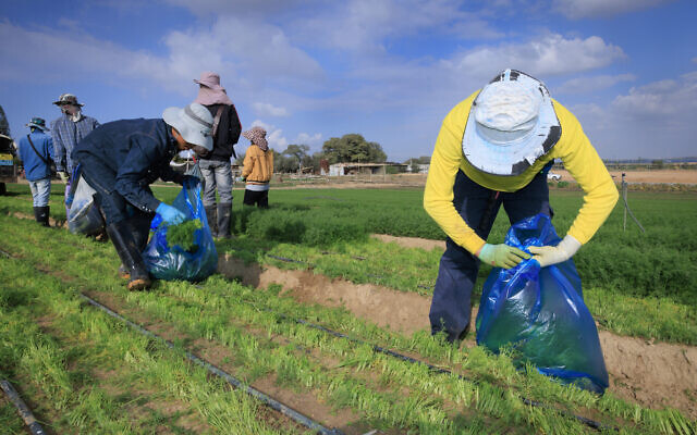 Des travailleurs étrangers travaillent dans l'agriculture près de la frontière israélienne avec la bande de Gaza, dans le sud d'Israël, pendant la guerre en cours à Gaza, le 25 décembre 2023. (Crédit : Moshe Shai/Flash90)