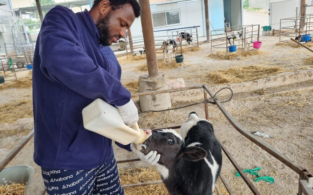 Kwabena Frimpong, un stagiaire ghanéen, en train de donner le biberon à un veau dans la ferme laitière du kibboutz Zikim, en décembre 2023. (Crédit : Bernard Dichek)