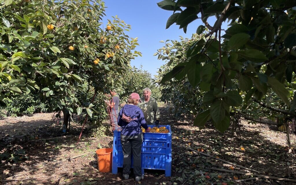 La récolte des kakis à Rishpon, au mois de décembre 2023. (Crédit :  Jessica Steinberg/Times of Israel)