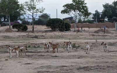 Des chiens sauvages de la bande de Gaza vus près du kibboutz Reim, dans le sud d'Israël. (Crédit : Nimrod Cohen)