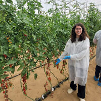 Shira Sabach, responsable de la sélection à la start-up israélienne de FoodTech Supree, dans une serre à Netiv HaaAsara, en novembre 2022. (Crédit : Autorisation)