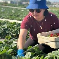Une bénévole de Birthright ramasse des fraises à la ferme Kadima, en Israël, alors que la guerre fait rage à Gaza. (Crédit :  Birthright Israel)