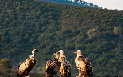 Des vautours fauves dans le centre d'élevage de Hai Bar Carmel de l'Autorité israélienne de la nature et des parcs, dans le nord d'Israël. (Yigal Miller, Autorité israélienne de la nature et des parcs)