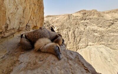 Le corps sans vie d'un vautour fauve, dans son nid à flanc de falaise, dans le désert de Judée, dans le sud d'Israël, en mars 2024. (Crédit : Autorité israélienne de la nature et des parcs)