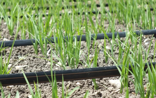 Des rizières irriguées au goutte-à-goutte en Turquie. (Crédit : Netafim) Des rizières irriguées au goutte-à-goutte en Turquie. (Crédit : Netafim)