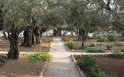 Gethsemane Olives