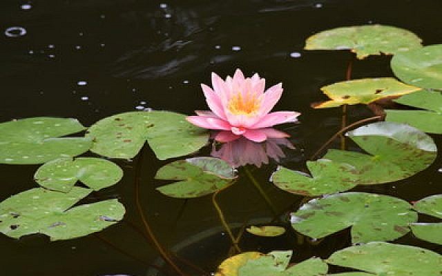 Water lilies float in the headwaters of the “River Jordan” in Rodef Shalom Congregation’s Biblical Botanical Garden. (Photo by Geoffrey W. Melada)
