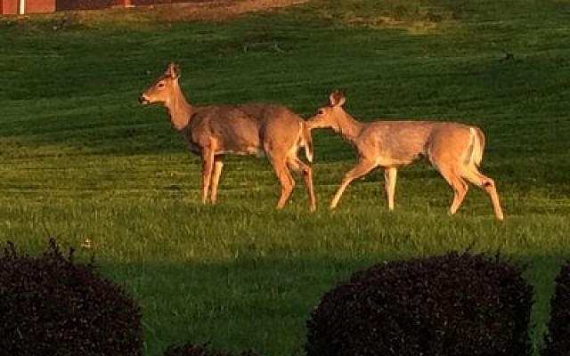 Mt. Lebanon residents can’t seem to agree on fate of area’s large deer population. 
Photo by Toby Tabachnick