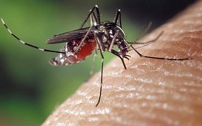 The WHO has declared the Zika virus a public health emergency, and Congress is considering President Barack Obama’s request for $1.9 billion to develop a vaccine.

Photo by James Gathany/Centers for Disease Control and Prevention