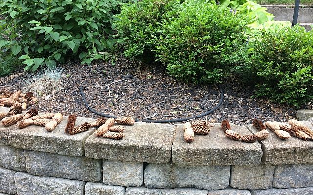 The crossing guard at Overlook and Arden spells out friendly messages with pine cones; last week, someone else spelled out, “Kill the Jews!”(Photo by Toby Tabachnick)