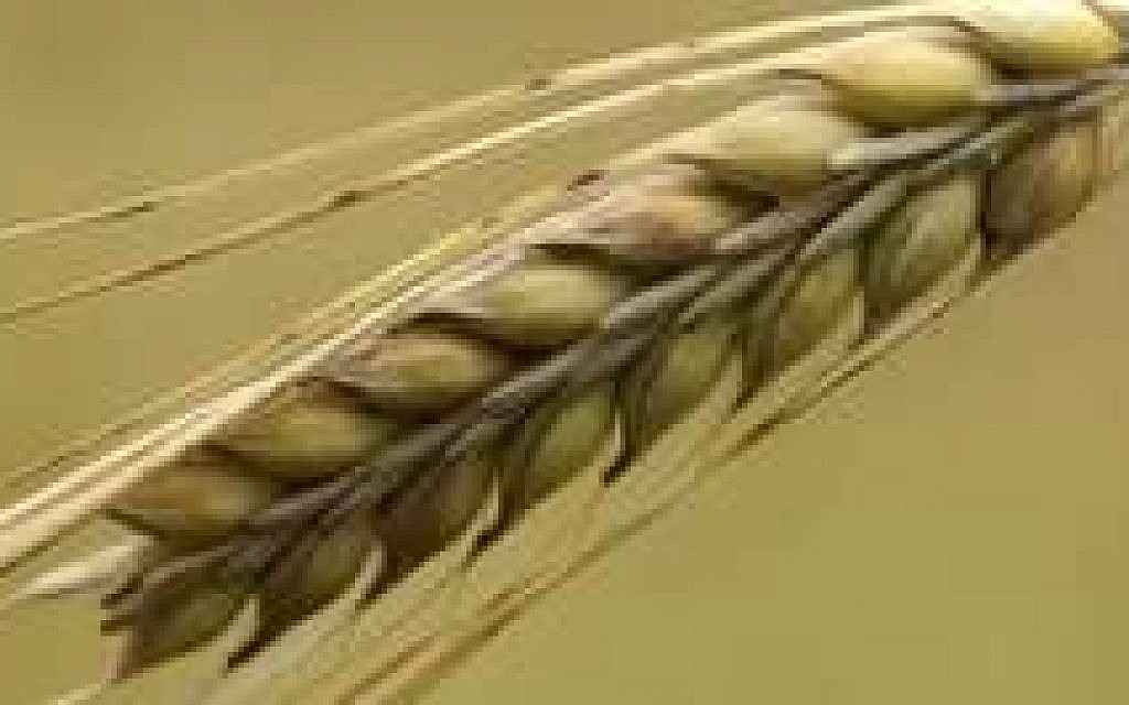 the barley the barley
