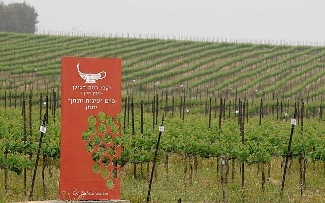 A view of the vineyard at Yarden Golan Heights Winery. (Photo courtesy of Facebook)