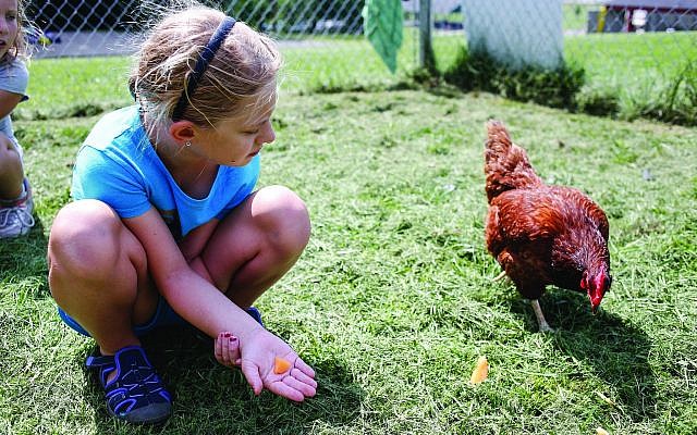 Children at James and Rachel Levinson Day Camp tend the chickens as part of a summer camp program of experiential learning and fun. (Photo courtesy of the JCC of Greater Pittsburgh)