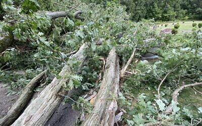 Fallen trees at the Poale Zedeck Memorial Park Cemetery in Gibsonia, Pennsylvania. Photo by Toby Tabachnick.