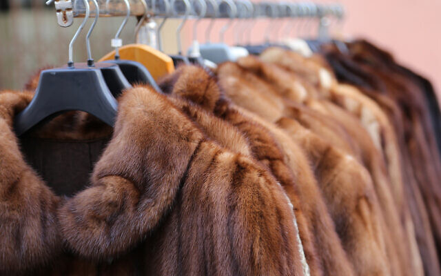 Fur coats (iStock/Getty Images via JTA) Fur coats (iStock/Getty Images via JTA)