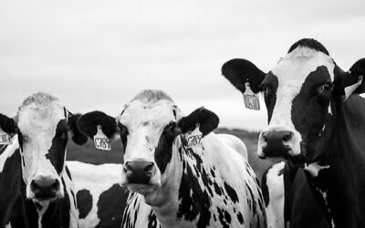 (Photo by Byron/via Pexels-877234)