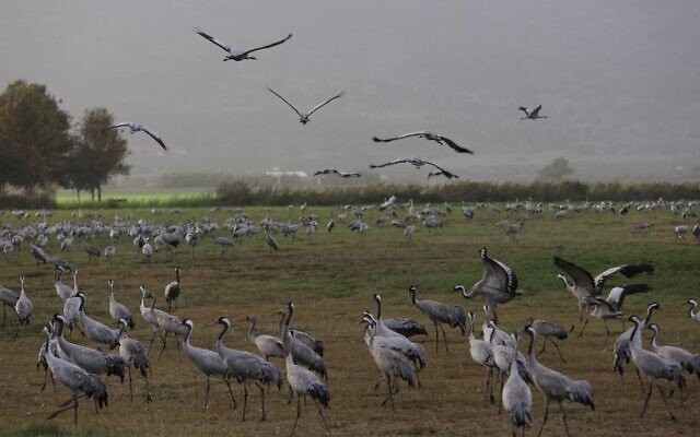A flock of gray cranes are seen in the Hula Valley in northern Israel, on Dec. 9, 2021. (Photo by Shang Hao/Xinhua via Getty Images)