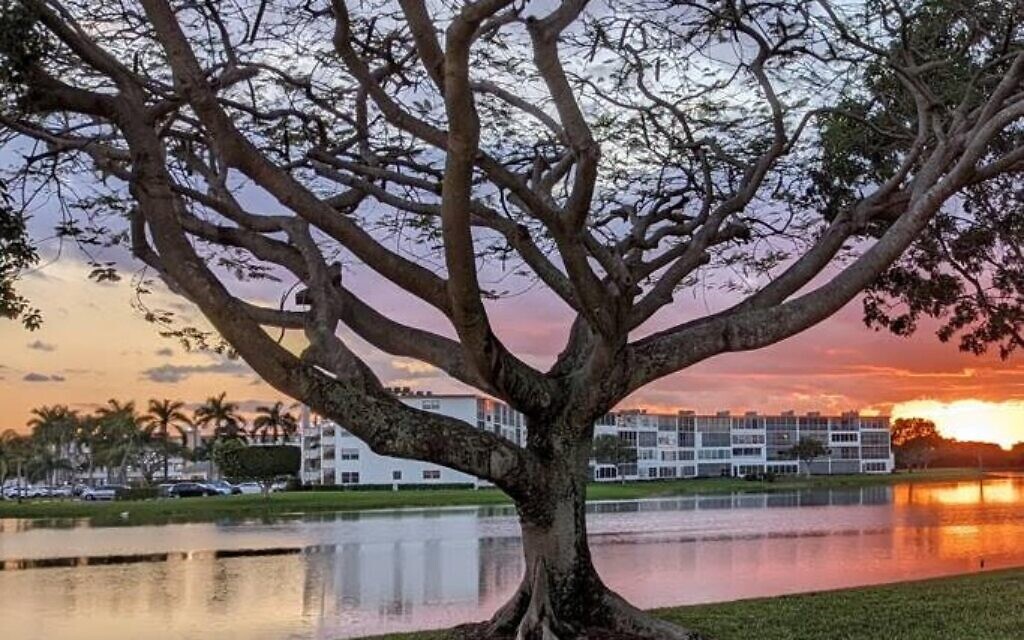 The mangrove tree in Boca Raton, Florida (Photo by Morris Kornblit)