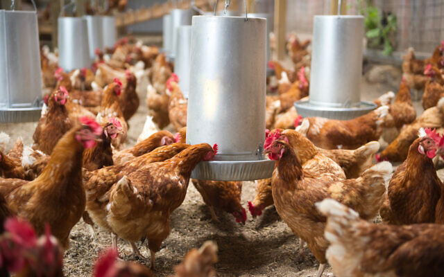 Chickens eating their feed at a poultry plant (Getty Images)